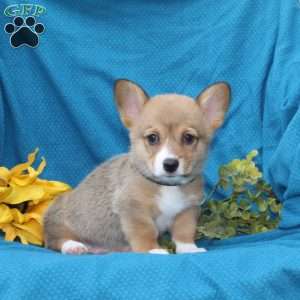 Cocoa, Pembroke Welsh Corgi Puppy